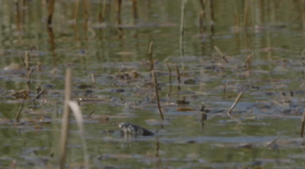 Video: Chim lặn tấn công rắn nước để bảo vệ tổ