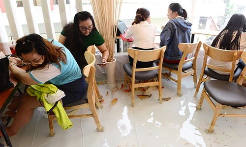 Ngồi giữa hồ cá, kiểu hút khách mới của quán cà phê Sài Gòn