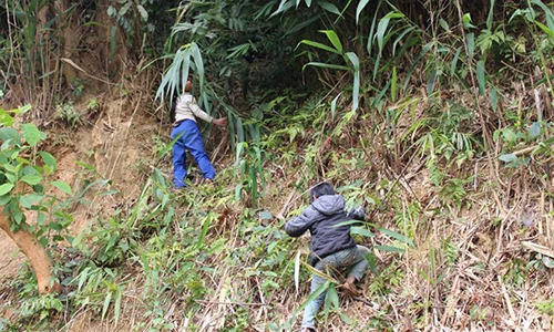 Trẻ em vùng cao vượt lạnh giá lên núi bẻ đót "đổi" áo Tết