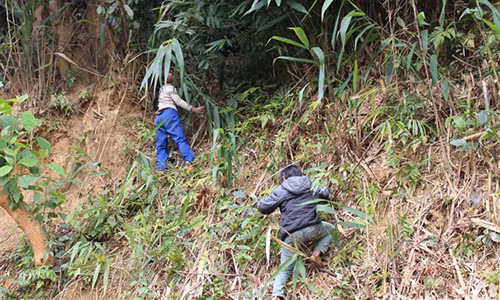 Trẻ em vùng cao vượt lạnh giá lên núi bẻ đót "đổi" áo Tết