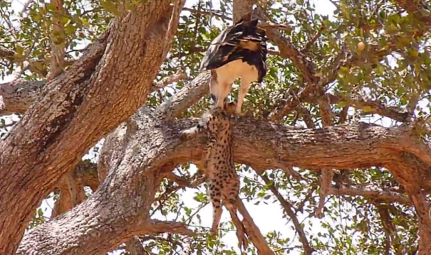 Video: Đại bàng lớn nhất châu Phi cắp báo con lên cây, từ từ xé xác