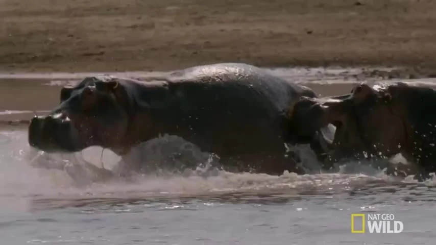Video: Hà mã mẹ lấy thân mình che chắn cho con non, lãnh đòn chí mạng