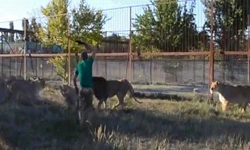 Video: Sư tử gây sự với nhau, người đàn ông lấy dép vả mỗi con một cái