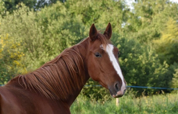 10 ngày đầu tháng 11, 3 con giáp may đủ đường, dễ ôm tiền tỷ