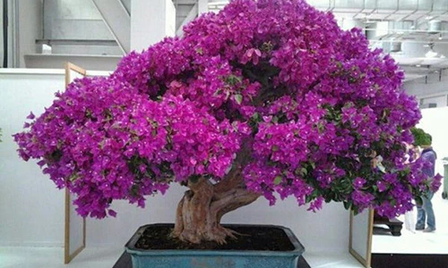 Những cây cảnh rực rỡ sắc màu, có tiền cũng khó kiếm