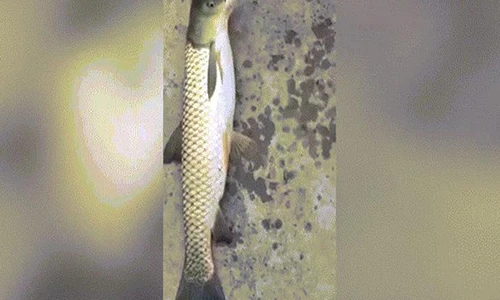 Video: Phát hiện cá “đột biến” có đầu như chim bồ câu ở TQ