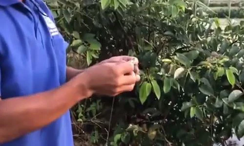 Video: Cần thủ câu được cá trên nặng gần 8kg chỉ bằng ốc ma