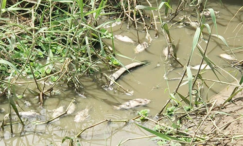 Lạ lùng cá lúc nhúc dưới mương nhưng dân không thèm bắt