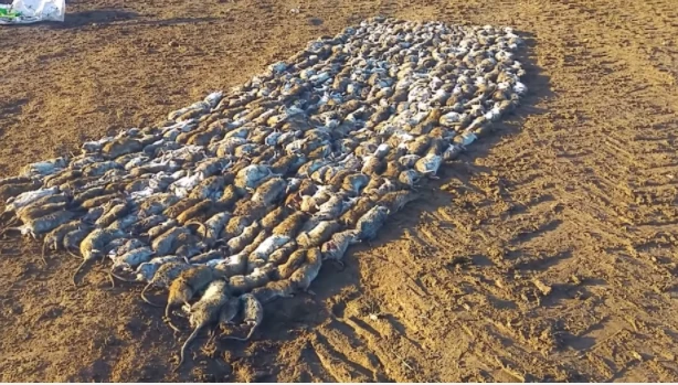 Video: Người nông dân mang theo "biệt đội chó" ra cánh đồng và cái kết