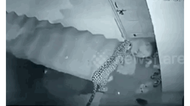 Video: Báo hoa mai liều lĩnh bắt trộm chó ngay trước cửa nhà dân