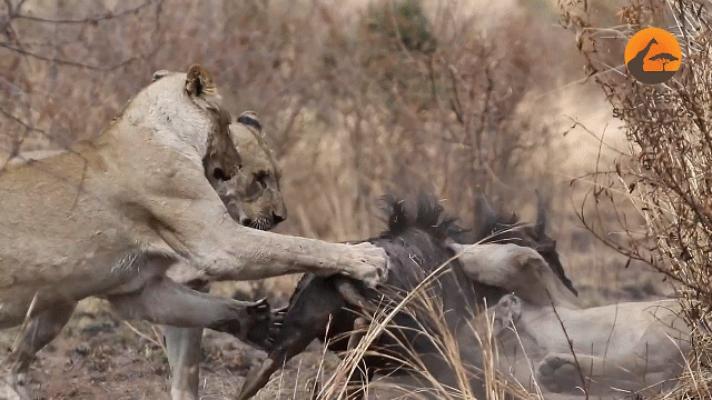 Video: Một lần "xử lý" con mồi tội nghiệp của bầy chúa sơn lâm
