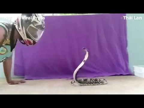 Video: Rắn hổ mang phun độc vào mặt chuyên gia bắt rắn