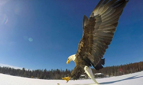 Video: Xem đại bàng bắt cá điệu nghệ trên sông băng