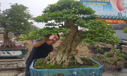 Cây mai chiếu thuỷ giá 350 triệu lần đầu xuất hiện trên thị trường