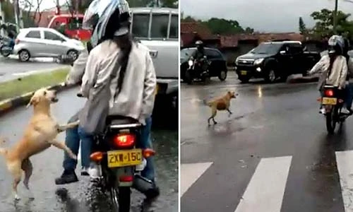 Video: Chú chó tuyệt vọng đuổi theo chủ giữa con đường trơn trượt sau mưa