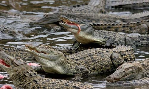 Video: Các hòn đảo "tử thần", thách thức những người gan dạ nhất