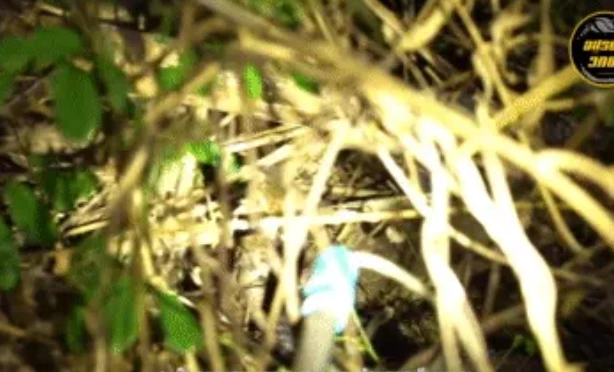 Video: Phát hiện tổ rắn hổ mang chúa trong bụi rậm