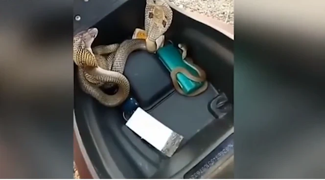 Video: Nhiều con rắn hổ mang kịch độc ngóc đầu từ trong cốp xe