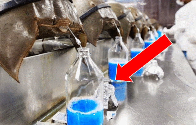 Mau sam bien ban dat gap tram lan thit sam bien-Hinh-5