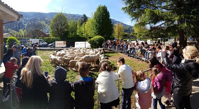 Video: Thiếu chỉ tiêu, trường tiểu học Pháp tuyển thêm 15 học sinh cừu