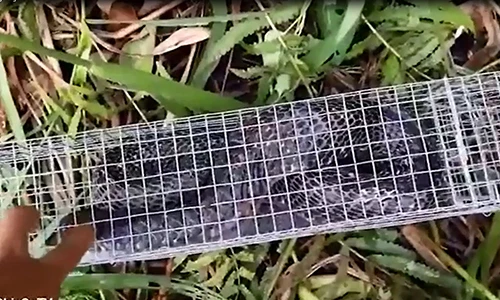 Thót tim xem bẫy rắn hổ mang nặng 3 kg dài gần 3m ở Sài Gòn