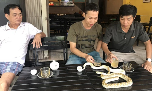 Khách ngồi uống cà phê chung với trăn khủng, kỳ đà