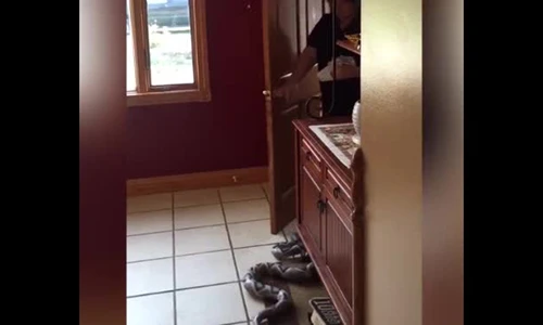 Video: Những pha troll "siêu thốn" với rắn