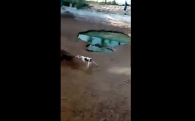 Video: Bị chó Pitbull truy sát, lợn rừng quay lại phản đòn gay gắt