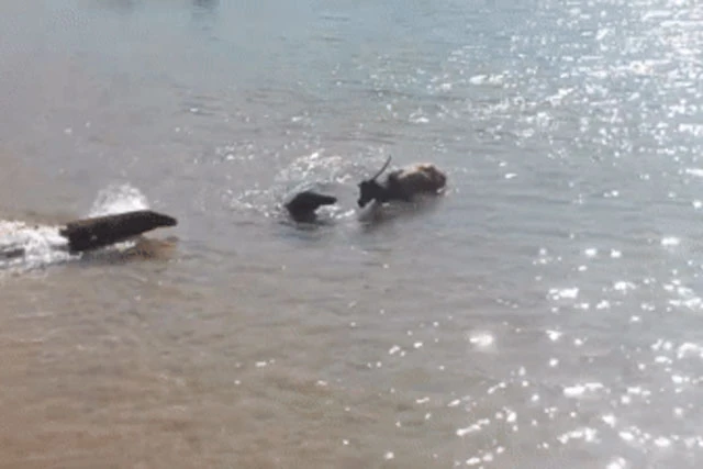 Video: Rồng Komodo lao thẳng xuống biển để tấn công con mồi