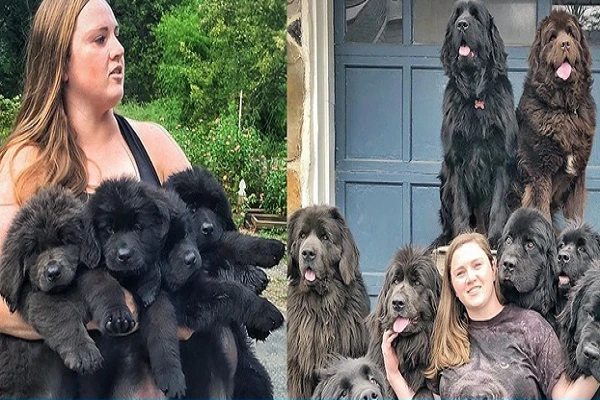 Bức ảnh đàn chó nổi tiếng 2 năm trước và câu chuyện xúc động