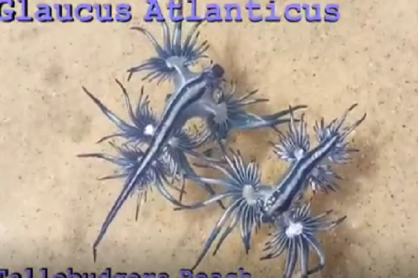 Rồng xanh truyền thuyết gây bất ngờ khi lộ diện ở Mỹ