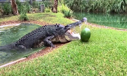 Video: Thót tim xem cá sấu khổng lồ ghê gớm nhất nước Úc đớp thức ăn