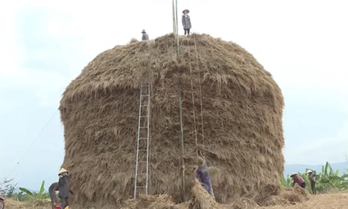 Quảng Ngãi: Cây rơm "khủng" cao 30m trị giá 500 triệu đồng