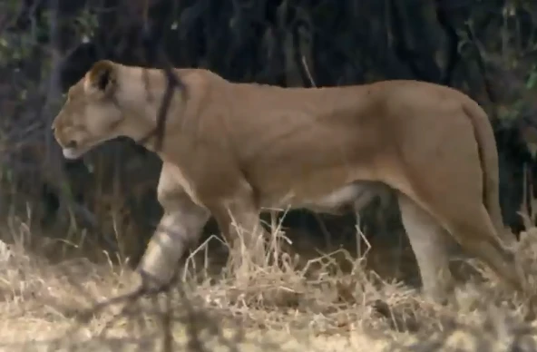 Video: Hươu cao cổ đá văng sư tử, tạo ra màn thoát chết ngoạn mục