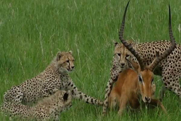 Video: Bị ba con báo săn truy sát, linh dương vẫn thoát chết