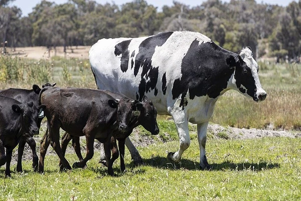 Video: Cận cảnh chú bò khổng lồ nặng tới 1.4 tấn