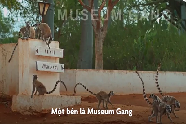 Video: vượn cáo đuôi chuông hỗn chiến giành lãnh thổ