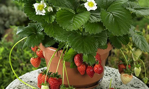 Nhiều giống mới lạ đưa ra thị trường hoa Tết 2018