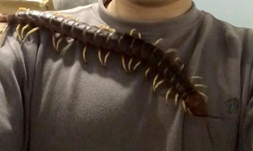 Video rết khổng lồ bò trên người thanh niên Đài Loan