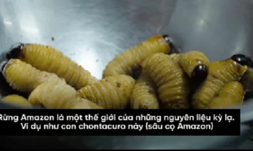 Video: Đặc sản rừng Amazon kinh dị nhưng ngon hiếm có khó tìm