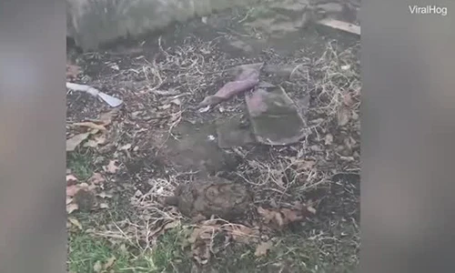 Video phát hiện hàng chục rắn cực độc trong trang trại Mỹ