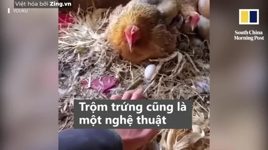 Video: Người đàn ông 'thôi miên' gà để móc trộm trứng