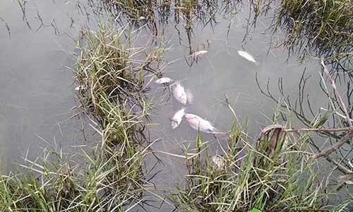 Video: Cá chết trắng hồ điều hòa, hàng trăm tấn nước bẩn đổ ra vịnh Hạ Long