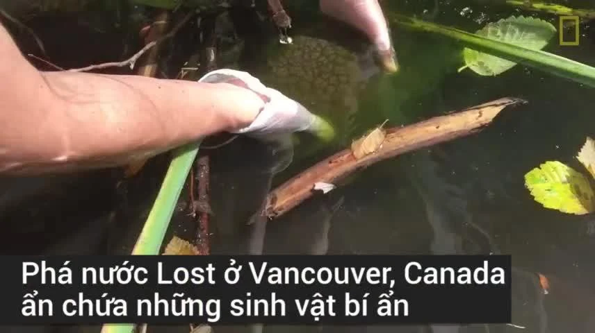 Video: Phát hiện sinh vật kỳ quái, hình dạng như bộ não