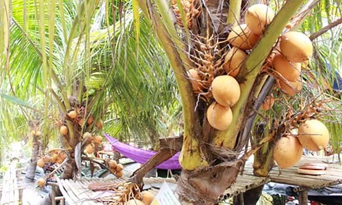 Video: "Đột nhập" vườn trái cây trồng dừa và ổi 2 màu siêu lạ ở Sài Gòn