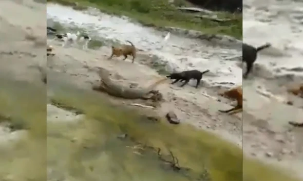 Video: Chó nhà xâu xúm tấn công kỳ đà