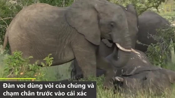 Video: Khoảnh khắc đàn voi đưa tang đồng loại