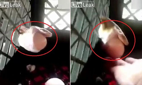 Video: Mò vào chuồng gà, rắn bị kẹt đầu vào lưới sắt vì... quả trứng