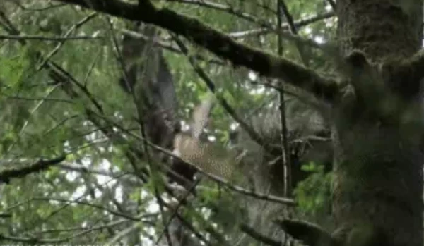 Video: Diệc xanh lớn bị đại bàng tấn công tại tổ trên cây