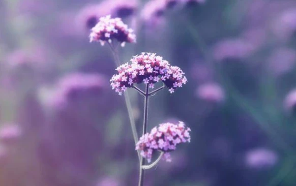 Hai tháng cuối năm 2021, 3 con giáp phất như “phượng hoàng”, giàu nức tiếng 